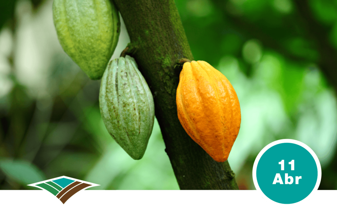 Las Enmiendas: Una Solución para Reducir el Cadmio en los Cultivos de Cacao